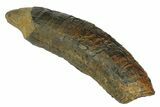 Fossil Pygmy Sperm Whale (Kogiopsis) Tooth - South Carolina #176177-1